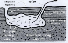 κύστη κόκκυγος